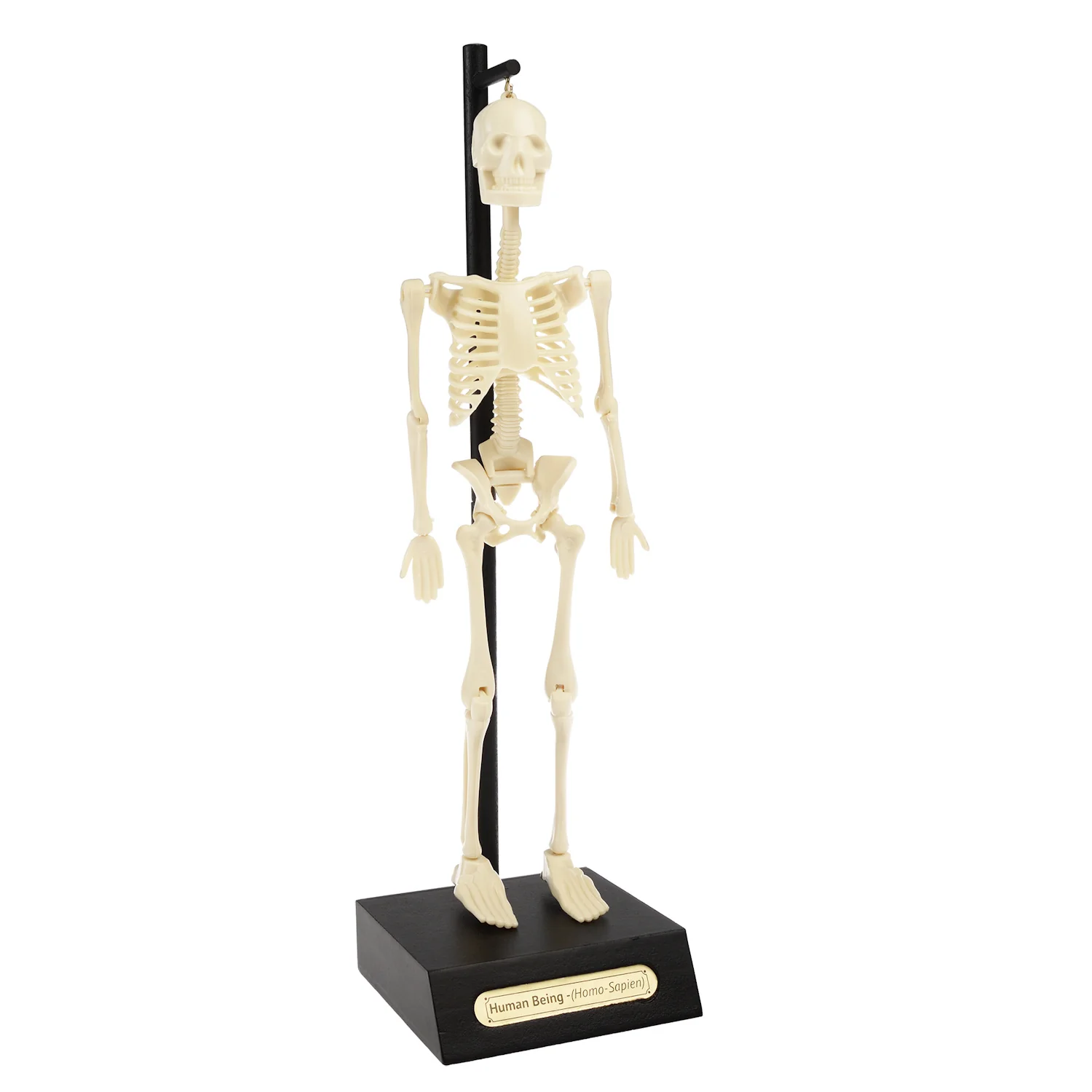 Anatomical Skeleton Model - Image 2